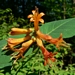 <p><strong>Lonicera ciliosa - Orange Honeysuckle</strong></p><p><strong>Light: </strong><img src="https://champoegnursery.com/wp-content/uploads/2014/09/icon_full_sun.gif"/> / <img src="https://champoegnursery.com/wp-content/uploads/2014/09/icon_partial_shade.gif"/></p><p> <strong>Water: <img src="https://champoegnursery.com/wp-content/uploads/2014/09/icon_dry.gif"/> / <img src="https://champoegnursery.com/wp-content/uploads/2014/09/icon_moist.gif"/></p> <p> Max Height: </strong> 20 ft. <strong> Max Width: </strong> 2 ft. </p><p><strong>Description: </strong>This vine produces long, beautiful orange-yellow to orange-red flowers in clusters. <strong>Zone: </strong>  7-9</p><p><img src="https://champoegnursery.com/wp-content/uploads/2014/09/icon_butterfly.gif"/>  <img src="https://champoegnursery.com/wp-content/uploads/2014/09/icon_hummingbird.gif"/>  <img src="https://champoegnursery.com/wp-content/uploads/2014/09/icon_wildlife.gif"/></p>