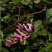 <p><strong>Lonicera hispidula - Hairy Honeysuckle</strong></p><p><strong>Light: </strong><img src="https://champoegnursery.com/wp-content/uploads/2014/09/icon_full_sun.gif"/> / <img src="https://champoegnursery.com/wp-content/uploads/2014/09/icon_partial_shade.gif"/></p><p> <strong>Water: <img src="https://champoegnursery.com/wp-content/uploads/2014/09/icon_dry.gif"/></p> <p> Max Height: </strong> 18 ft. <strong> Max Width: </strong> 3 ft. </p><p><strong>Description: </strong>A vine that crawls along the ground more than climbs.  It has hairy branches and pinkish-purple to yellowish-pink flowers and is commonly found in dry, open forests and thickets. <strong>Zone: </strong>  7-9</p><p><img src="https://champoegnursery.com/wp-content/uploads/2014/09/icon_butterfly.gif"/>  <img src="https://champoegnursery.com/wp-content/uploads/2014/09/icon_hummingbird.gif"/>  <img src="https://champoegnursery.com/wp-content/uploads/2014/09/icon_wildlife.gif"/></p>