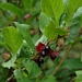 <p><strong>Lonicera involucrata - Black Twinberry</strong></p><p><strong>Light: </strong><img src="https://champoegnursery.com/wp-content/uploads/2014/09/icon_full_sun.gif"/> / <img src="https://champoegnursery.com/wp-content/uploads/2014/09/icon_partial_shade.gif"/></p><p> <strong>Water: <img src="https://champoegnursery.com/wp-content/uploads/2014/09/icon_dry.gif"/> / <img src="https://champoegnursery.com/wp-content/uploads/2014/09/icon_moist.gif"/></p> <p> Max Height: </strong> 10 ft. <strong> Max Width: </strong> 8 ft. </p><p><strong>Description: </strong>This deciduous shrub produces pairs of yellow flowers, which give rise to black "twin" berries. <strong>Zone: </strong>  4-7</p><p><img src="https://champoegnursery.com/wp-content/uploads/2014/09/icon_butterfly.gif"/>    <img src="https://champoegnursery.com/wp-content/uploads/2014/09/icon_wildlife.gif"/></p>