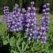 <p><strong>Lupinus arcticus - Arctic Lupine</strong></p><p><strong>Light: </strong><img src="https://champoegnursery.com/wp-content/uploads/2014/09/icon_full_sun.gif"/>  </p><p> <strong>Water: <img src="https://champoegnursery.com/wp-content/uploads/2014/09/icon_moist.gif"/></p> <p> Max Height: </strong> 36  in. <strong> Max Width: </strong> 18  in. </p><p><strong>Description: </strong>Perennial herbaceous plant growing from a branched rhizome.  Its erect stems terminate with bluish pea-like flowers. <strong>Zone: </strong>  7-9</p><p><img src="https://champoegnursery.com/wp-content/uploads/2014/09/icon_butterfly.gif"/>    <img src="https://champoegnursery.com/wp-content/uploads/2014/09/icon_wildlife.gif"/></p>