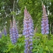 <p><strong>Lupinus polyphyllus - Big-leaved Lupine</strong></p><p><strong>Light: </strong><img src="https://champoegnursery.com/wp-content/uploads/2014/09/icon_full_sun.gif"/> / <img src="https://champoegnursery.com/wp-content/uploads/2014/09/icon_partial_shade.gif"/></p><p> <strong>Water: <img src="https://champoegnursery.com/wp-content/uploads/2014/09/icon_wet.gif"/> / <img src="https://champoegnursery.com/wp-content/uploads/2014/09/icon_moist.gif"/></p> <p> Max Height: </strong> 48  in. <strong> Max Width: </strong> 36  in. </p><p><strong>Description: </strong>This perennial has large leaves and blue flowers on tall spikes. <strong>Zone: </strong>  7-9</p><p><img src="https://champoegnursery.com/wp-content/uploads/2014/09/icon_butterfly.gif"/>    <img src="https://champoegnursery.com/wp-content/uploads/2014/09/icon_wildlife.gif"/></p>