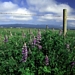 <p><strong>Lupinus rivularis - Riverbank Lupine</strong></p><p><strong>Light: </strong><img src="https://champoegnursery.com/wp-content/uploads/2014/09/icon_full_sun.gif"/> / <img src="https://champoegnursery.com/wp-content/uploads/2014/09/icon_partial_shade.gif"/></p><p> <strong>Water: <img src="https://champoegnursery.com/wp-content/uploads/2014/09/icon_wet.gif"/> / <img src="https://champoegnursery.com/wp-content/uploads/2014/09/icon_moist.gif"/></p> <p> Max Height: </strong> 36  in. <strong> Max Width: </strong> 24  in. </p><p><strong>Description: </strong>This perennial has delicate leaves and produces blue/purple flowers from May through September. <strong>Zone: </strong>  7-9</p><p><img src="https://champoegnursery.com/wp-content/uploads/2014/09/icon_butterfly.gif"/>    <img src="https://champoegnursery.com/wp-content/uploads/2014/09/icon_wildlife.gif"/></p>