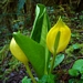 <p><strong>Lysichiton americanus - Skunk Cabbage</strong></p><p><strong>Light: </strong><img src="https://champoegnursery.com/wp-content/uploads/2014/09/icon_full_sun.gif"/> / <img src="https://champoegnursery.com/wp-content/uploads/2014/09/icon_partial_shade.gif"/></p><p> <strong>Water: <img src="https://champoegnursery.com/wp-content/uploads/2014/09/icon_wet.gif"/> / <img src="https://champoegnursery.com/wp-content/uploads/2014/09/icon_moist.gif"/></p> <p> Max Height: </strong> 36  in. <strong> Max Width: </strong> 36  in. </p><p><strong>Description: </strong>A water-loving perennial with large bright yellow bracts (spathe) enclosing a spike (spadix) with numerous small flowers, surrounded by a very large basal rosette of leaves. <strong>Zone: </strong>  4-5, 15-17</p><p>    <img src="https://champoegnursery.com/wp-content/uploads/2014/09/icon_wildlife.gif"/></p>