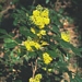 <p><strong>Mahonia aquifolium - Tall Oregon Grape</strong></p><p><strong>Light: </strong><img src="https://champoegnursery.com/wp-content/uploads/2014/09/icon_full_sun.gif"/>  </p><p> <strong>Water: <img src="https://champoegnursery.com/wp-content/uploads/2014/09/icon_dry.gif"/> / <img src="https://champoegnursery.com/wp-content/uploads/2014/09/icon_moist.gif"/></p> <p> Max Height: </strong> 6 ft. <strong> Max Width: </strong> 4 ft. </p><p><strong>Description: </strong>This is an evergreen shrub with bright yellow flowers and dark purple berries in grape-like clusters.  Its leaves are spiked like holly. <strong>Zone: </strong>  4-7</p><p><img src="https://champoegnursery.com/wp-content/uploads/2014/09/icon_butterfly.gif"/>  <img src="https://champoegnursery.com/wp-content/uploads/2014/09/icon_hummingbird.gif"/>  <img src="https://champoegnursery.com/wp-content/uploads/2014/09/icon_wildlife.gif"/></p>