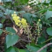 <p><strong>Mahonia nervosa - Long-leaf Oregon Grape</strong></p><p><strong>Light: </strong><img src="https://champoegnursery.com/wp-content/uploads/2014/09/icon_partial_shade.gif"/></p><p> <strong>Water: <img src="https://champoegnursery.com/wp-content/uploads/2014/09/icon_dry.gif"/> / <img src="https://champoegnursery.com/wp-content/uploads/2014/09/icon_moist.gif"/></p> <p> Max Height: </strong> 2 ft. <strong> Max Width: </strong> 2 ft. </p><p><strong>Description: </strong>A low growing compact shrub with yellow flowers and dark purple berries. <strong>Zone: </strong> 6</p><p><img src="https://champoegnursery.com/wp-content/uploads/2014/09/icon_butterfly.gif"/>  <img src="https://champoegnursery.com/wp-content/uploads/2014/09/icon_hummingbird.gif"/>  <img src="https://champoegnursery.com/wp-content/uploads/2014/09/icon_wildlife.gif"/></p>