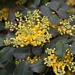 <p><strong>Mahonia repens - Creeping Oregon Grape</strong></p><p><strong>Light: </strong><img src="https://champoegnursery.com/wp-content/uploads/2014/09/icon_full_sun.gif"/>  </p><p> <strong>Water: <img src="https://champoegnursery.com/wp-content/uploads/2014/09/icon_dry.gif"/> / <img src="https://champoegnursery.com/wp-content/uploads/2014/09/icon_moist.gif"/></p> <p> Max Height: </strong> 10  in. <strong> Max Width: </strong> 2 ft. </p><p><strong>Description: </strong>This evergreen, low-growing shrub produces small yellow flowers and blue berries. <strong>Zone: </strong>  3-6</p><p><img src="https://champoegnursery.com/wp-content/uploads/2014/09/icon_butterfly.gif"/>  <img src="https://champoegnursery.com/wp-content/uploads/2014/09/icon_hummingbird.gif"/>  <img src="https://champoegnursery.com/wp-content/uploads/2014/09/icon_wildlife.gif"/></p>