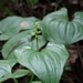 <p><strong>Maianthemum dilatatum - False Lily of the Valley</strong></p><p><strong>Light: </strong><img src="https://champoegnursery.com/wp-content/uploads/2014/09/icon_full_shade.gif"/> / <img src="https://champoegnursery.com/wp-content/uploads/2014/09/icon_partial_shade.gif"/></p><p> <strong>Water: <img src="https://champoegnursery.com/wp-content/uploads/2014/09/icon_wet.gif"/> / <img src="https://champoegnursery.com/wp-content/uploads/2014/09/icon_moist.gif"/></p> <p> Max Height: </strong> 12  in. <strong> Max Width: </strong> 18  in. </p><p><strong>Description: </strong>This ground cover resembles Lily of the Valley with its dense lily-like leaves.  It produces white flowers and red berries. <strong>Zone: </strong>  7-9</p><p><img src="https://champoegnursery.com/wp-content/uploads/2014/09/icon_butterfly.gif"/>    <img src="https://champoegnursery.com/wp-content/uploads/2014/09/icon_wildlife.gif"/></p>