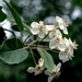 <p><strong>Malus fusca - Western Crabapple</strong></p><p><strong>Light: </strong><img src="https://champoegnursery.com/wp-content/uploads/2014/09/icon_full_sun.gif"/> / <img src="https://champoegnursery.com/wp-content/uploads/2014/09/icon_partial_shade.gif"/></p><p> <strong>Water: <img src="https://champoegnursery.com/wp-content/uploads/2014/09/icon_wet.gif"/> / <img src="https://champoegnursery.com/wp-content/uploads/2014/09/icon_moist.gif"/></p> <p> Max Height: </strong> 40 ft. <strong> Max Width: </strong> 30 ft. </p><p><strong>Description: </strong>This deciduous tree produces fragrant white and pink flowers in the spring, which turn to very small apples in the summer.  In the fall the foliage turns to a reddish color.  It prefers moist soil. <strong>Zone: </strong>  6-7</p><p><img src="https://champoegnursery.com/wp-content/uploads/2014/09/icon_butterfly.gif"/>    <img src="https://champoegnursery.com/wp-content/uploads/2014/09/icon_wildlife.gif"/></p>