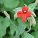 <p><strong>Mimulus cardinalis - Red Monkey Flower</strong></p><p><strong>Light: </strong><img src="https://champoegnursery.com/wp-content/uploads/2014/09/icon_partial_shade.gif"/></p><p> <strong>Water: <img src="https://champoegnursery.com/wp-content/uploads/2014/09/icon_wet.gif"/> / <img src="https://champoegnursery.com/wp-content/uploads/2014/09/icon_moist.gif"/></p> <p> Max Height: </strong> 36  in. <strong> Max Width: </strong> 24  in. </p><p><strong>Description: </strong>This is a perennial that produces light green foliage and red-orange tubular flowers. <strong>Zone: </strong>  7-9</p><p><img src="https://champoegnursery.com/wp-content/uploads/2014/09/icon_butterfly.gif"/>  <img src="https://champoegnursery.com/wp-content/uploads/2014/09/icon_hummingbird.gif"/>  <img src="https://champoegnursery.com/wp-content/uploads/2014/09/icon_wildlife.gif"/></p>