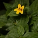 <p><strong>Mimulus dentatus - Yellow Monkey flower</strong></p><p><strong>Light: </strong><img src="https://champoegnursery.com/wp-content/uploads/2014/09/icon_full_sun.gif"/> / <img src="https://champoegnursery.com/wp-content/uploads/2014/09/icon_partial_shade.gif"/></p><p> <strong>Water: <img src="https://champoegnursery.com/wp-content/uploads/2014/09/icon_wet.gif"/> / <img src="https://champoegnursery.com/wp-content/uploads/2014/09/icon_moist.gif"/></p> <p> Max Height: </strong> 24  in. <strong> Max Width: </strong> 18  in. </p><p><strong>Description: </strong>This herbaceous plant produces yellow tubular flowers. <strong>Zone: </strong>  7-9</p><p><img src="https://champoegnursery.com/wp-content/uploads/2014/09/icon_butterfly.gif"/>  <img src="https://champoegnursery.com/wp-content/uploads/2014/09/icon_hummingbird.gif"/>  <img src="https://champoegnursery.com/wp-content/uploads/2014/09/icon_wildlife.gif"/></p>