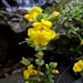 <p><strong>Mimulus guttatus - Common Monkey Flower</strong></p><p><strong>Light: </strong><img src="https://champoegnursery.com/wp-content/uploads/2014/09/icon_full_sun.gif"/> / <img src="https://champoegnursery.com/wp-content/uploads/2014/09/icon_partial_shade.gif"/></p><p> <strong>Water: <img src="https://champoegnursery.com/wp-content/uploads/2014/09/icon_wet.gif"/> / <img src="https://champoegnursery.com/wp-content/uploads/2014/09/icon_moist.gif"/></p> <p> Max Height: </strong> 24  in. <strong> Max Width: </strong> 18  in. </p><p><strong>Description: </strong>An herbaceous perennial which has tubular yellow flowers at the end of its stems. <strong>Zone: </strong>  7-9</p><p><img src="https://champoegnursery.com/wp-content/uploads/2014/09/icon_butterfly.gif"/>  <img src="https://champoegnursery.com/wp-content/uploads/2014/09/icon_hummingbird.gif"/>  <img src="https://champoegnursery.com/wp-content/uploads/2014/09/icon_wildlife.gif"/></p>