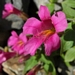 <p><strong>Mimulus lewisii - Lewis Monkey Flower</strong></p><p><strong>Light: </strong><img src="https://champoegnursery.com/wp-content/uploads/2014/09/icon_full_sun.gif"/> / <img src="https://champoegnursery.com/wp-content/uploads/2014/09/icon_partial_shade.gif"/></p><p> <strong>Water: <img src="https://champoegnursery.com/wp-content/uploads/2014/09/icon_wet.gif"/> / <img src="https://champoegnursery.com/wp-content/uploads/2014/09/icon_moist.gif"/></p> <p> Max Height: </strong> 3 ft. <strong> Max Width: </strong> 2 ft. </p><p><strong>Description: </strong>This perennial produces rose-red to pink flowers with light green foliage. <strong>Zone: </strong>  7-9</p><p><img src="https://champoegnursery.com/wp-content/uploads/2014/09/icon_butterfly.gif"/>  <img src="https://champoegnursery.com/wp-content/uploads/2014/09/icon_hummingbird.gif"/>  <img src="https://champoegnursery.com/wp-content/uploads/2014/09/icon_wildlife.gif"/></p>