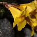 <p><strong>Mimulus tilingii - Alpine Monkey Flower</strong></p><p><strong>Light: </strong><img src="https://champoegnursery.com/wp-content/uploads/2014/09/icon_full_sun.gif"/> / <img src="https://champoegnursery.com/wp-content/uploads/2014/09/icon_partial_shade.gif"/></p><p> <strong>Water: <img src="https://champoegnursery.com/wp-content/uploads/2014/09/icon_wet.gif"/> / <img src="https://champoegnursery.com/wp-content/uploads/2014/09/icon_moist.gif"/></p> <p> Max Height: </strong> 1 ft. <strong> Max Width: </strong> 6  in. </p><p><strong>Description: </strong>A perennial with tubular, yellow flowers and light green foliage. <strong>Zone: </strong>  7-9</p><p><img src="https://champoegnursery.com/wp-content/uploads/2014/09/icon_butterfly.gif"/>  <img src="https://champoegnursery.com/wp-content/uploads/2014/09/icon_hummingbird.gif"/>  <img src="https://champoegnursery.com/wp-content/uploads/2014/09/icon_wildlife.gif"/></p>