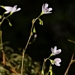 <p><strong>Montia parvifolia - Little-leaf Montia</strong></p><p><strong>Light: </strong><img src="https://champoegnursery.com/wp-content/uploads/2014/09/icon_full_sun.gif"/> / <img src="https://champoegnursery.com/wp-content/uploads/2014/09/icon_partial_shade.gif"/></p><p> <strong>Water: <img src="https://champoegnursery.com/wp-content/uploads/2014/09/icon_moist.gif"/></p> <p> Max Height: </strong> 6  in. <strong> Max Width: </strong> 8  in. </p><p><strong>Description: </strong>This herbaceous plant can form large patches and has long thin stems with pink or white flowers at the top. <strong>Zone: </strong>  7-9</p><p><img src="https://champoegnursery.com/wp-content/uploads/2014/09/icon_butterfly.gif"/>    <img src="https://champoegnursery.com/wp-content/uploads/2014/09/icon_wildlife.gif"/></p>