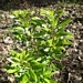 <p><strong>Myrica californica - Pacific Wax Myrtle</strong></p><p><strong>Light: </strong><img src="https://champoegnursery.com/wp-content/uploads/2014/09/icon_full_sun.gif"/> / <img src="https://champoegnursery.com/wp-content/uploads/2014/09/icon_partial_shade.gif"/></p><p> <strong>Water: <img src="https://champoegnursery.com/wp-content/uploads/2014/09/icon_moist.gif"/></p> <p> Max Height: </strong> 15 ft. <strong> Max Width: </strong> 12 ft. </p><p><strong>Description: </strong>An evergreen large shrub or small tree with waxy fruits in clusters.  Native to coastal ecoregions. <strong>Zone: </strong>  7-9</p><p>    <img src="https://champoegnursery.com/wp-content/uploads/2014/09/icon_wildlife.gif"/></p>