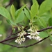 <p><strong>Oemleria cerasiformis - Indian Plum</strong></p><p><strong>Light: </strong><img src="https://champoegnursery.com/wp-content/uploads/2014/09/icon_partial_shade.gif"/></p><p> <strong>Water: <img src="https://champoegnursery.com/wp-content/uploads/2014/09/icon_moist.gif"/></p> <p> Max Height: </strong> 15 ft. <strong> Max Width: </strong> 15 ft. </p><p><strong>Description: </strong>This large, deciduous shrub produces white flowers early in the spring, which turn into purple fruit that resemble plums.  It grows in dry to moist soils. <strong>Zone: </strong> 6</p><p><img src="https://champoegnursery.com/wp-content/uploads/2014/09/icon_butterfly.gif"/>    <img src="https://champoegnursery.com/wp-content/uploads/2014/09/icon_wildlife.gif"/></p>