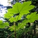 <p><strong>Oplopanax horridus - 'Devil''''s Club'</strong></p><p><strong>Light: </strong><img src="https://champoegnursery.com/wp-content/uploads/2014/09/icon_full_shade.gif"/> / <img src="https://champoegnursery.com/wp-content/uploads/2014/09/icon_partial_shade.gif"/></p><p> <strong>Water: <img src="https://champoegnursery.com/wp-content/uploads/2014/09/icon_wet.gif"/> / <img src="https://champoegnursery.com/wp-content/uploads/2014/09/icon_moist.gif"/></p> <p> Max Height: </strong> 10 ft. <strong> Max Width: </strong> 15 ft. </p><p><strong>Description: </strong>This is a very thorny plant with thick stems, large leaves and bright red clusters of seed bearing berries. <strong>Zone: </strong>  7-9</p><p><img src="https://champoegnursery.com/wp-content/uploads/2014/09/icon_butterfly.gif"/>    <img src="https://champoegnursery.com/wp-content/uploads/2014/09/icon_wildlife.gif"/></p>