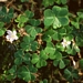 <p><strong>Oxalis oregana - Sourgrass/Redwood Sorrel</strong></p><p><strong>Light: </strong><img src="https://champoegnursery.com/wp-content/uploads/2014/09/icon_full_shade.gif"/> / <img src="https://champoegnursery.com/wp-content/uploads/2014/09/icon_partial_shade.gif"/></p><p> <strong>Water: <img src="https://champoegnursery.com/wp-content/uploads/2014/09/icon_dry.gif"/> / <img src="https://champoegnursery.com/wp-content/uploads/2014/09/icon_moist.gif"/></p> <p> Max Height: </strong> 6  in. <strong> Max Width: </strong> 24  in. </p><p><strong>Description: </strong>This deciduous ground cover has 3-parted clover-like leaves and white to pale pink flowers. <strong>Zone: </strong>  5-6</p><p>    <img src="https://champoegnursery.com/wp-content/uploads/2014/09/icon_wildlife.gif"/></p>