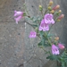 <p><strong>Penstemon richardsonii - Richardsons Penstemon</strong></p><p><strong>Light: </strong><img src="https://champoegnursery.com/wp-content/uploads/2014/09/icon_full_sun.gif"/> / <img src="https://champoegnursery.com/wp-content/uploads/2014/09/icon_partial_shade.gif"/></p><p> <strong>Water: <img src="https://champoegnursery.com/wp-content/uploads/2014/09/icon_dry.gif"/></p> <p> Max Height: </strong> 36  in. <strong> Max Width: </strong> 12  in. </p><p><strong>Description: </strong>This herbaceous plant produces dark green foliage and dark pink flowers. <strong>Zone: </strong>  7-9</p><p><img src="https://champoegnursery.com/wp-content/uploads/2014/09/icon_butterfly.gif"/>  <img src="https://champoegnursery.com/wp-content/uploads/2014/09/icon_hummingbird.gif"/>  <img src="https://champoegnursery.com/wp-content/uploads/2014/09/icon_wildlife.gif"/></p>