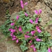 <p><strong>Penstemon rupicola - Cliff Penstemon</strong></p><p><strong>Light: </strong><img src="https://champoegnursery.com/wp-content/uploads/2014/09/icon_full_sun.gif"/> / <img src="https://champoegnursery.com/wp-content/uploads/2014/09/icon_partial_shade.gif"/></p><p> <strong>Water: <img src="https://champoegnursery.com/wp-content/uploads/2014/09/icon_dry.gif"/></p> <p> Max Height: </strong> 4  in. <strong> Max Width: </strong> 8  in. </p><p><strong>Description: </strong>This low-growing shrublet produces tubular dark pink flowers and evergreen foliage. <strong>Zone: </strong>  7-9</p><p><img src="https://champoegnursery.com/wp-content/uploads/2014/09/icon_butterfly.gif"/>  <img src="https://champoegnursery.com/wp-content/uploads/2014/09/icon_hummingbird.gif"/>  <img src="https://champoegnursery.com/wp-content/uploads/2014/09/icon_wildlife.gif"/></p>