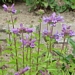 <p><strong>Penstemon serrulatus - Cascade Penstemon</strong></p><p><strong>Light: </strong><img src="https://champoegnursery.com/wp-content/uploads/2014/09/icon_full_sun.gif"/> / <img src="https://champoegnursery.com/wp-content/uploads/2014/09/icon_partial_shade.gif"/></p><p> <strong>Water: <img src="https://champoegnursery.com/wp-content/uploads/2014/09/icon_dry.gif"/> / <img src="https://champoegnursery.com/wp-content/uploads/2014/09/icon_moist.gif"/></p> <p> Max Height: </strong> 24  in. <strong> Max Width: </strong> 12  in. </p><p><strong>Description: </strong>This herbaceous perennial produces tubular flowers that range from deep blue to purple. <strong>Zone: </strong>  7-9</p><p><img src="https://champoegnursery.com/wp-content/uploads/2014/09/icon_butterfly.gif"/>  <img src="https://champoegnursery.com/wp-content/uploads/2014/09/icon_hummingbird.gif"/>  <img src="https://champoegnursery.com/wp-content/uploads/2014/09/icon_wildlife.gif"/></p>