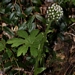 <p><strong>Petasites frigidus var. palmatus - Coltsfoot</strong></p><p><strong>Light: </strong><img src="https://champoegnursery.com/wp-content/uploads/2014/09/icon_full_shade.gif"/> / <img src="https://champoegnursery.com/wp-content/uploads/2014/09/icon_partial_shade.gif"/></p><p> <strong>Water: <img src="https://champoegnursery.com/wp-content/uploads/2014/09/icon_wet.gif"/> / <img src="https://champoegnursery.com/wp-content/uploads/2014/09/icon_moist.gif"/></p> <p> Max Height: </strong> 24  in. <strong> Max Width: </strong> 24  in. </p><p><strong>Description: </strong>This perennial herbaceous plant has yellow/green foliage which comes up after the white flowers bloom in early spring.  An aggressive spreader. <strong>Zone: </strong>  7-9</p><p><img src="https://champoegnursery.com/wp-content/uploads/2014/09/icon_butterfly.gif"/>    <img src="https://champoegnursery.com/wp-content/uploads/2014/09/icon_wildlife.gif"/></p>