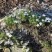 <p><strong>Phlox diffusa - Creeping Phlox</strong></p><p><strong>Light: </strong><img src="https://champoegnursery.com/wp-content/uploads/2014/09/icon_full_sun.gif"/>  </p><p> <strong>Water: <img src="https://champoegnursery.com/wp-content/uploads/2014/09/icon_dry.gif"/> / <img src="https://champoegnursery.com/wp-content/uploads/2014/09/icon_moist.gif"/></p> <p> Max Height: </strong> 8  in. <strong> Max Width: </strong> 24  in. </p><p><strong>Description: </strong>A creeping ground cover with spiky leaves and plentiful pink blossoms.  <strong>Zone: </strong>  4-8</p><p><img src="https://champoegnursery.com/wp-content/uploads/2014/09/icon_butterfly.gif"/>  <img src="https://champoegnursery.com/wp-content/uploads/2014/09/icon_hummingbird.gif"/>  <img src="https://champoegnursery.com/wp-content/uploads/2014/09/icon_wildlife.gif"/></p>