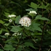 <p><strong>Physocarpus capitatus - Pacific Ninebark</strong></p><p><strong>Light: </strong><img src="https://champoegnursery.com/wp-content/uploads/2014/09/icon_full_sun.gif"/> / <img src="https://champoegnursery.com/wp-content/uploads/2014/09/icon_partial_shade.gif"/></p><p> <strong>Water: <img src="https://champoegnursery.com/wp-content/uploads/2014/09/icon_wet.gif"/> / <img src="https://champoegnursery.com/wp-content/uploads/2014/09/icon_moist.gif"/></p> <p> Max Height: </strong> 12 ft. <strong> Max Width: </strong> 10 ft. </p><p><strong>Description: </strong>This deciduous shrub produces small, white flowers in tight clusters.  Its nine layers of bark shed off. <strong>Zone: </strong>  4-7</p><p><img src="https://champoegnursery.com/wp-content/uploads/2014/09/icon_butterfly.gif"/>    <img src="https://champoegnursery.com/wp-content/uploads/2014/09/icon_wildlife.gif"/></p>