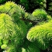 <p><strong>Picea sitchensis - Sitka Spruce</strong></p><p><strong>Light: </strong><img src="https://champoegnursery.com/wp-content/uploads/2014/09/icon_full_sun.gif"/> / <img src="https://champoegnursery.com/wp-content/uploads/2014/09/icon_partial_shade.gif"/></p><p> <strong>Water: <img src="https://champoegnursery.com/wp-content/uploads/2014/09/icon_wet.gif"/> / <img src="https://champoegnursery.com/wp-content/uploads/2014/09/icon_moist.gif"/></p> <p> Max Height: </strong> 250 ft. <strong> Max Width: </strong> 20 ft. </p><p><strong>Description: </strong>This is a large and fast-growing evergreen tree common in coastal regions. <strong>Zone: </strong>  4-6</p><p>    <img src="https://champoegnursery.com/wp-content/uploads/2014/09/icon_wildlife.gif"/></p>