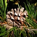 <p><strong>Pinus contorta ssp. murrayana - Lodgepole Pine</strong></p><p><strong>Light: </strong><img src="https://champoegnursery.com/wp-content/uploads/2014/09/icon_full_sun.gif"/> / <img src="https://champoegnursery.com/wp-content/uploads/2014/09/icon_partial_shade.gif"/></p><p> <strong>Water: <img src="https://champoegnursery.com/wp-content/uploads/2014/09/icon_dry.gif"/> / <img src="https://champoegnursery.com/wp-content/uploads/2014/09/icon_moist.gif"/></p> <p> Max Height: </strong> 120 ft. <strong> Max Width: </strong> 20 ft. </p><p><strong>Description: </strong>This tree has a very slender trunk, and grows fast and straight.  Its bark is thin and flaky.  It prefers sunny, dry, cool places. <strong>Zone: </strong>  2-6</p><p>    <img src="https://champoegnursery.com/wp-content/uploads/2014/09/icon_wildlife.gif"/></p>