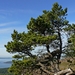 <p><strong>Pinus contorta ssp. contorta - Shore Pine</strong></p><p><strong>Light: </strong><img src="https://champoegnursery.com/wp-content/uploads/2014/09/icon_full_sun.gif"/> / <img src="https://champoegnursery.com/wp-content/uploads/2014/09/icon_partial_shade.gif"/></p><p> <strong>Water: <img src="https://champoegnursery.com/wp-content/uploads/2014/09/icon_moist.gif"/></p> <p> Max Height: </strong> 50 ft. <strong> Max Width: </strong> 20 ft. </p><p><strong>Description: </strong>This tree is known for its crooked shape, fast growth and ability to tolerate soils with low levels of nutrients. <strong>Zone: </strong>  5-6</p><p>    <img src="https://champoegnursery.com/wp-content/uploads/2014/09/icon_wildlife.gif"/></p>