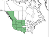  <p><strong>Pinus ponderosa - Ponderosa Pine</strong></p><p> </p><p><a href="https://plants.usda.gov/core/profile?symbol=PIPO">Map courtesy of USDA Plants Database</a><p/>