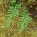 <p><strong>Polypodium glycyrrhiza - Licorice Fern</strong></p><p><strong>Light: </strong><img src="https://champoegnursery.com/wp-content/uploads/2014/09/icon_full_shade.gif"/> / <img src="https://champoegnursery.com/wp-content/uploads/2014/09/icon_partial_shade.gif"/></p><p> <strong>Water: <img src="https://champoegnursery.com/wp-content/uploads/2014/09/icon_wet.gif"/> / <img src="https://champoegnursery.com/wp-content/uploads/2014/09/icon_moist.gif"/></p> <p> Max Height: </strong> 12  in. <strong> Max Width: </strong> 12  in. </p><p><strong>Description: </strong>This small fern has licorice flavored rhizomes and light green fronds. <strong>Zone: </strong>  6-8</p><p>    <img src="https://champoegnursery.com/wp-content/uploads/2014/09/icon_wildlife.gif"/></p>