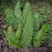 <p><strong>Polystichum munitum - Sword Fern</strong></p><p><strong>Light: </strong><img src="https://champoegnursery.com/wp-content/uploads/2014/09/icon_full_shade.gif"/> / <img src="https://champoegnursery.com/wp-content/uploads/2014/09/icon_partial_shade.gif"/></p><p> <strong>Water: <img src="https://champoegnursery.com/wp-content/uploads/2014/09/icon_wet.gif"/> / <img src="https://champoegnursery.com/wp-content/uploads/2014/09/icon_moist.gif"/></p> <p> Max Height: </strong> 5 ft. <strong> Max Width: </strong> 5 ft. </p><p><strong>Description: </strong>This large fern has dark green fronds and grows in tight clumps. <strong>Zone: </strong>  7-9</p><p>    <img src="https://champoegnursery.com/wp-content/uploads/2014/09/icon_wildlife.gif"/></p>