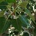 <p><strong>Populus trichocarpa - Black Cottonwood</strong></p><p><strong>Light: </strong><img src="https://champoegnursery.com/wp-content/uploads/2014/09/icon_full_sun.gif"/>  </p><p> <strong>Water: <img src="https://champoegnursery.com/wp-content/uploads/2014/09/icon_wet.gif"/> / <img src="https://champoegnursery.com/wp-content/uploads/2014/09/icon_moist.gif"/></p> <p> Max Height: </strong> 150 ft. <strong> Max Width: </strong> 50 ft. </p><p><strong>Description: </strong>This deciduous tree is fast growing and prefers open, sunny areas and moist to wet soils.  Its leaves are quite large and turn yellow in the fall. <strong>Zone: </strong>  4-7</p><p>    <img src="https://champoegnursery.com/wp-content/uploads/2014/09/icon_wildlife.gif"/></p>