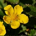 <p><strong>Potentilla pacifica - Pacific Silverweed</strong></p><p><strong>Light: </strong><img src="https://champoegnursery.com/wp-content/uploads/2014/09/icon_full_sun.gif"/> / <img src="https://champoegnursery.com/wp-content/uploads/2014/09/icon_partial_shade.gif"/></p><p> <strong>Water: <img src="https://champoegnursery.com/wp-content/uploads/2014/09/icon_wet.gif"/> / <img src="https://champoegnursery.com/wp-content/uploads/2014/09/icon_moist.gif"/></p> <p> Max Height: </strong> 16  in. <strong> Max Width: </strong> 24  in. </p><p><strong>Description: </strong>This perennial has green foliage which is fuzzy underneath and produces a single yellow flower.  The roots are edible when boiled. <strong>Zone: </strong>  7-9</p><p><img src="https://champoegnursery.com/wp-content/uploads/2014/09/icon_butterfly.gif"/>    <img src="https://champoegnursery.com/wp-content/uploads/2014/09/icon_wildlife.gif"/></p>