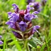 <p><strong>Prunella vulgaris var. lanceolata - Self-heal</strong></p><p><strong>Light: </strong><img src="https://champoegnursery.com/wp-content/uploads/2014/09/icon_full_sun.gif"/> / <img src="https://champoegnursery.com/wp-content/uploads/2014/09/icon_partial_shade.gif"/></p><p> <strong>Water: <img src="https://champoegnursery.com/wp-content/uploads/2014/09/icon_moist.gif"/></p> <p> Max Height: </strong> 12  in. <strong> Max Width: </strong> 12  in. </p><p><strong>Description: </strong>This is a ground cover from the mint family that produces light violet to purple flowers. <strong>Zone: </strong>  7-9</p><p><img src="https://champoegnursery.com/wp-content/uploads/2014/09/icon_butterfly.gif"/>    <img src="https://champoegnursery.com/wp-content/uploads/2014/09/icon_wildlife.gif"/></p>