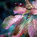 <p><strong>Prunus virginiana - Common Chokecherry</strong></p><p><strong>Light: </strong><img src="https://champoegnursery.com/wp-content/uploads/2014/09/icon_full_sun.gif"/> / <img src="https://champoegnursery.com/wp-content/uploads/2014/09/icon_partial_shade.gif"/></p><p> <strong>Water: <img src="https://champoegnursery.com/wp-content/uploads/2014/09/icon_dry.gif"/> / <img src="https://champoegnursery.com/wp-content/uploads/2014/09/icon_moist.gif"/></p> <p> Max Height: </strong> 30 ft. <strong> Max Width: </strong> 20 ft. </p><p><strong>Description: </strong>This deciduous tree produces long, showy racemes of white flowers and dark red to purple fruit. It is effective at controlling erosion. <strong>Zone: </strong>  3-7</p><p><img src="https://champoegnursery.com/wp-content/uploads/2014/09/icon_butterfly.gif"/>    <img src="https://champoegnursery.com/wp-content/uploads/2014/09/icon_wildlife.gif"/></p>