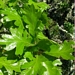 <p><strong>Quercus garryana - Oregon White Oak</strong></p><p><strong>Light: </strong><img src="https://champoegnursery.com/wp-content/uploads/2014/09/icon_full_sun.gif"/> / <img src="https://champoegnursery.com/wp-content/uploads/2014/09/icon_partial_shade.gif"/></p><p> <strong>Water: <img src="https://champoegnursery.com/wp-content/uploads/2014/09/icon_dry.gif"/> / <img src="https://champoegnursery.com/wp-content/uploads/2014/09/icon_moist.gif"/></p> <p> Max Height: </strong> 90 ft. <strong> Max Width: </strong> 60 ft. </p><p><strong>Description: </strong>This deciduous tree is slow growing and is somewhat tolerant of flooding and drought.  Its acorns are edible. <strong>Zone: </strong>  6-7</p><p><img src="https://champoegnursery.com/wp-content/uploads/2014/09/icon_butterfly.gif"/>    <img src="https://champoegnursery.com/wp-content/uploads/2014/09/icon_wildlife.gif"/></p>