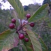 <p><strong>Rhamnus purshiana - Cascara</strong></p><p><strong>Light: </strong><img src="https://champoegnursery.com/wp-content/uploads/2014/09/icon_full_sun.gif"/> / <img src="https://champoegnursery.com/wp-content/uploads/2014/09/icon_partial_shade.gif"/></p><p> <strong>Water: <img src="https://champoegnursery.com/wp-content/uploads/2014/09/icon_dry.gif"/> / <img src="https://champoegnursery.com/wp-content/uploads/2014/09/icon_moist.gif"/></p> <p> Max Height: </strong> 30 ft. <strong> Max Width: </strong> 15 ft. </p><p><strong>Description: </strong>This deciduous shrub or small tree has brown bark which is used as a laxative and produces dark purple berries. <strong>Zone: </strong>  5-7</p><p><img src="https://champoegnursery.com/wp-content/uploads/2014/09/icon_butterfly.gif"/>    <img src="https://champoegnursery.com/wp-content/uploads/2014/09/icon_wildlife.gif"/></p>