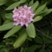 <p><strong>Rhododendron macrophyllum - Pacific Rhododendron</strong></p><p><strong>Light: </strong><img src="https://champoegnursery.com/wp-content/uploads/2014/09/icon_full_sun.gif"/> / <img src="https://champoegnursery.com/wp-content/uploads/2014/09/icon_partial_shade.gif"/></p><p> <strong>Water: <img src="https://champoegnursery.com/wp-content/uploads/2014/09/icon_dry.gif"/> / <img src="https://champoegnursery.com/wp-content/uploads/2014/09/icon_moist.gif"/></p> <p> Max Height: </strong> 12 ft. <strong> Max Width: </strong> 10 ft. </p><p><strong>Description: </strong>This evergreen shrub blooms from May to June with magenta flowers. <strong>Zone: </strong>  6-8</p><p><img src="https://champoegnursery.com/wp-content/uploads/2014/09/icon_butterfly.gif"/>    <img src="https://champoegnursery.com/wp-content/uploads/2014/09/icon_wildlife.gif"/></p>