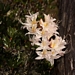 <p><strong>Rhododendron occidentale - Western Azalea</strong></p><p><strong>Light: </strong><img src="https://champoegnursery.com/wp-content/uploads/2014/09/icon_full_sun.gif"/> / <img src="https://champoegnursery.com/wp-content/uploads/2014/09/icon_partial_shade.gif"/></p><p> <strong>Water: <img src="https://champoegnursery.com/wp-content/uploads/2014/09/icon_moist.gif"/></p> <p> Max Height: </strong> 8 ft. <strong> Max Width: </strong> 8 ft. </p><p><strong>Description: </strong>Deciduous shrub with fragrant white, light pink to yellow tubular flowers in late spring and early summer. <strong>Zone: </strong>  7-9</p><p><img src="https://champoegnursery.com/wp-content/uploads/2014/09/icon_butterfly.gif"/>  <img src="https://champoegnursery.com/wp-content/uploads/2014/09/icon_hummingbird.gif"/>  <img src="https://champoegnursery.com/wp-content/uploads/2014/09/icon_wildlife.gif"/></p>