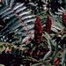 <p><strong>Rhus glabra - Smooth Sumac</strong></p><p><strong>Light: </strong><img src="https://champoegnursery.com/wp-content/uploads/2014/09/icon_full_sun.gif"/> / <img src="https://champoegnursery.com/wp-content/uploads/2014/09/icon_partial_shade.gif"/></p><p> <strong>Water: <img src="https://champoegnursery.com/wp-content/uploads/2014/09/icon_dry.gif"/> / <img src="https://champoegnursery.com/wp-content/uploads/2014/09/icon_moist.gif"/></p> <p> Max Height: </strong> 12 ft. <strong> Max Width: </strong> 15 ft. </p><p><strong>Description: </strong>'A shrub valued for it''s fire-red fall color and interesting fruit clusters.  Spreads to form large thickets.' <strong>Zone: </strong>  7-9</p><p>    <img src="https://champoegnursery.com/wp-content/uploads/2014/09/icon_wildlife.gif"/></p>