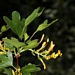 <p><strong>Ribes aureum - Golden Currant</strong></p><p><strong>Light: </strong><img src="https://champoegnursery.com/wp-content/uploads/2014/09/icon_full_sun.gif"/> / <img src="https://champoegnursery.com/wp-content/uploads/2014/09/icon_partial_shade.gif"/></p><p> <strong>Water: <img src="https://champoegnursery.com/wp-content/uploads/2014/09/icon_dry.gif"/> / <img src="https://champoegnursery.com/wp-content/uploads/2014/09/icon_moist.gif"/></p> <p> Max Height: </strong> 10 ft. <strong> Max Width: </strong> 10 ft. </p><p><strong>Description: </strong>This deciduous shrub produces fragrant yellow flowers in the spring which turn into edible berries.  It prefers sun or partial shade and is drought tolerant. <strong>Zone: </strong>  3-6</p><p><img src="https://champoegnursery.com/wp-content/uploads/2014/09/icon_butterfly.gif"/>    <img src="https://champoegnursery.com/wp-content/uploads/2014/09/icon_wildlife.gif"/></p>