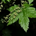 <p><strong>Ribes bracteosum - Stink Currant</strong></p><p><strong>Light: </strong>Shade / <img src="https://champoegnursery.com/wp-content/uploads/2014/09/icon_partial_shade.gif"/></p><p> <strong>Water: <img src="https://champoegnursery.com/wp-content/uploads/2014/09/icon_wet.gif"/> / <img src="https://champoegnursery.com/wp-content/uploads/2014/09/icon_moist.gif"/></p> <p> Max Height: </strong> 8 ft. <strong> Max Width: </strong> 6 ft. </p><p><strong>Description: </strong>This deciduous shrub produces clusters of greenish-white flowers and blue-black berries.  It prefers shade and wet areas. <strong>Zone: </strong>  3-6</p><p><img src="https://champoegnursery.com/wp-content/uploads/2014/09/icon_butterfly.gif"/>    <img src="https://champoegnursery.com/wp-content/uploads/2014/09/icon_wildlife.gif"/></p>