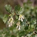 <p><strong>Ribes cereum - Wax Currant</strong></p><p><strong>Light: </strong><img src="https://champoegnursery.com/wp-content/uploads/2014/09/icon_full_sun.gif"/> / <img src="https://champoegnursery.com/wp-content/uploads/2014/09/icon_partial_shade.gif"/></p><p> <strong>Water: <img src="https://champoegnursery.com/wp-content/uploads/2014/09/icon_dry.gif"/> / <img src="https://champoegnursery.com/wp-content/uploads/2014/09/icon_moist.gif"/></p> <p> Max Height: </strong> 6 ft. <strong> Max Width: </strong> 8 ft. </p><p><strong>Description: </strong>East side shrub with multiple branches, waxy leaves and small white to pink flowers.  Edible red-orange berries. <strong>Zone: </strong>  7-9</p><p><img src="https://champoegnursery.com/wp-content/uploads/2014/09/icon_butterfly.gif"/>    <img src="https://champoegnursery.com/wp-content/uploads/2014/09/icon_wildlife.gif"/></p>