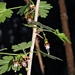 <p><strong>Ribes divaricatum - Coastal Black Gooseberry</strong></p><p><strong>Light: </strong><img src="https://champoegnursery.com/wp-content/uploads/2014/09/icon_full_shade.gif"/> / <img src="https://champoegnursery.com/wp-content/uploads/2014/09/icon_partial_shade.gif"/></p><p> <strong>Water: <img src="https://champoegnursery.com/wp-content/uploads/2014/09/icon_moist.gif"/></p> <p> Max Height: </strong> 8 ft. <strong> Max Width: </strong> 8 ft. </p><p><strong>Description: </strong>This deciduous shrub produces small red and white flowers in spring rigid spines along the stems.  It has edible dark purple berries. <strong>Zone: </strong> 4</p><p><img src="https://champoegnursery.com/wp-content/uploads/2014/09/icon_butterfly.gif"/>    <img src="https://champoegnursery.com/wp-content/uploads/2014/09/icon_wildlife.gif"/></p>