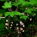 <p><strong>Ribes lacustre - Black Swamp Gooseberry</strong></p><p><strong>Light: </strong><img src="https://champoegnursery.com/wp-content/uploads/2014/09/icon_partial_shade.gif"/></p><p> <strong>Water: <img src="https://champoegnursery.com/wp-content/uploads/2014/09/icon_moist.gif"/> / <img src="https://champoegnursery.com/wp-content/uploads/2014/09/icon_wet.gif"/></p> <p> Max Height: </strong> 6 ft. <strong> Max Width: </strong> 3 ft. </p><p><strong>Description: </strong>An upright or spreading shrub growing in open woodlands or bogs, with yellow flowers and dark purple, edible fruits. Branches are covered in small spines <strong>Zone: </strong> </p><p><img src="https://champoegnursery.com/wp-content/uploads/2014/09/icon_butterfly.gif"/>    </p>