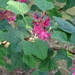 <p><strong>Ribes sanguineum - Red Flowering Currant</strong></p><p><strong>Light: </strong><img src="https://champoegnursery.com/wp-content/uploads/2014/09/icon_full_sun.gif"/> / <img src="https://champoegnursery.com/wp-content/uploads/2014/09/icon_partial_shade.gif"/></p><p> <strong>Water: <img src="https://champoegnursery.com/wp-content/uploads/2014/09/icon_dry.gif"/></p> <p> Max Height: </strong> 9 ft. <strong> Max Width: </strong> 7 ft. </p><p><strong>Description: </strong>This deciduous shrub produces pink/red clusters of flowers which turn to berries in the summer.  Prefers dry, open areas. <strong>Zone: </strong> 6</p><p><img src="https://champoegnursery.com/wp-content/uploads/2014/09/icon_butterfly.gif"/>  <img src="https://champoegnursery.com/wp-content/uploads/2014/09/icon_hummingbird.gif"/>  <img src="https://champoegnursery.com/wp-content/uploads/2014/09/icon_wildlife.gif"/></p>