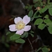 <p><strong>Rosa gymnocarpa - Baldhip Rose</strong></p><p><strong>Light: </strong><img src="https://champoegnursery.com/wp-content/uploads/2014/09/icon_full_sun.gif"/> / <img src="https://champoegnursery.com/wp-content/uploads/2014/09/icon_partial_shade.gif"/></p><p> <strong>Water: <img src="https://champoegnursery.com/wp-content/uploads/2014/09/icon_dry.gif"/> / <img src="https://champoegnursery.com/wp-content/uploads/2014/09/icon_moist.gif"/></p> <p> Max Height: </strong> 6 ft. <strong> Max Width: </strong> 4 ft. </p><p><strong>Description: </strong>This shrub produces pink, single flowers and pear-shaped, orange hips. <strong>Zone: </strong>  5-6</p><p><img src="https://champoegnursery.com/wp-content/uploads/2014/09/icon_butterfly.gif"/>    <img src="https://champoegnursery.com/wp-content/uploads/2014/09/icon_wildlife.gif"/></p>